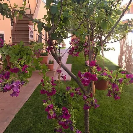 Le Ortensie